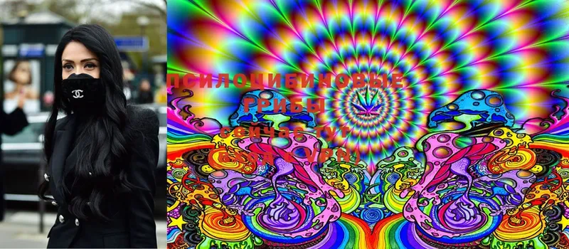 Псилоцибиновые грибы Cubensis Пучеж