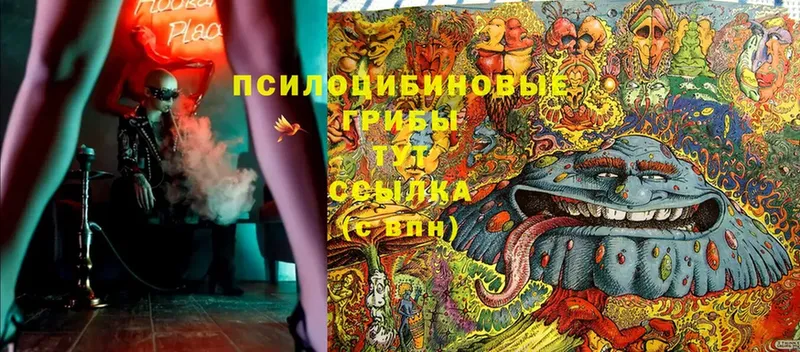 Галлюциногенные грибы Psilocybine cubensis  хочу   Пучеж 